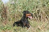 DOBERMANN 079